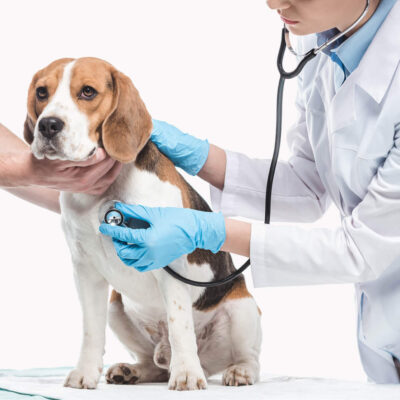 Medicina veterinaria preventiva